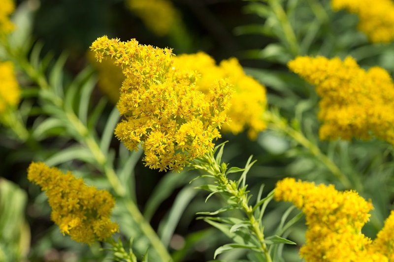 goldenrod yellow flower weed