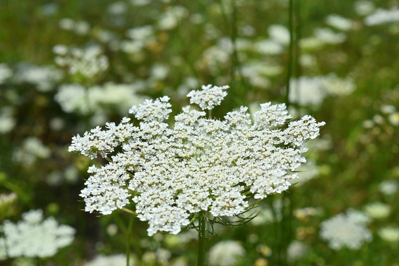 Queen Annes Lace flower white wild