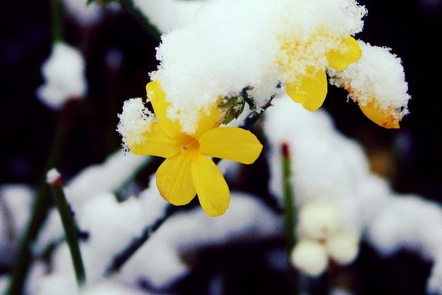 winter jasmine shrub landscape garden perennial yellow flower